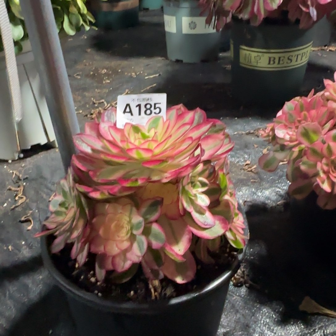 精品多肉植物185