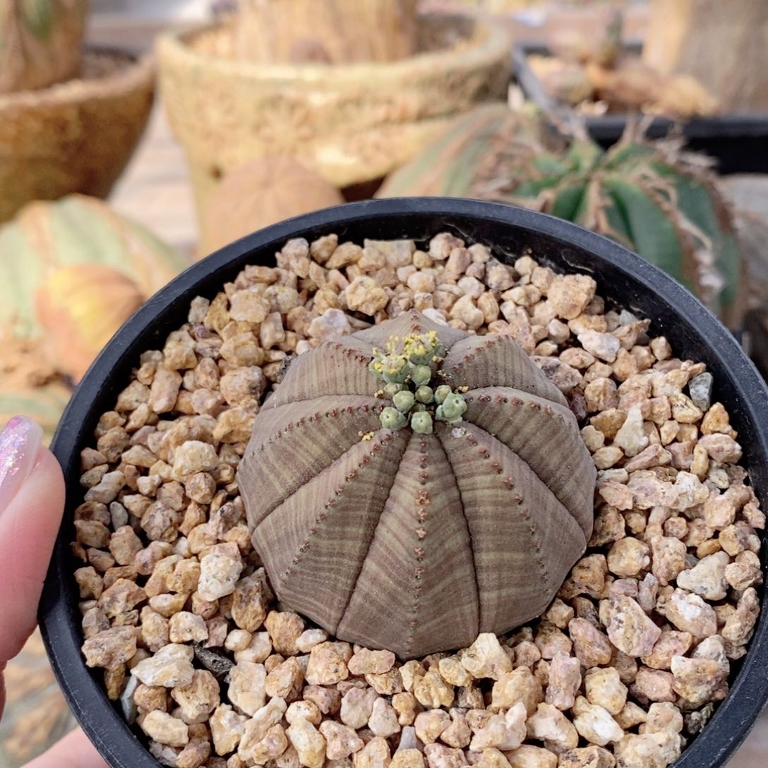 欧系布纹球多肉植物