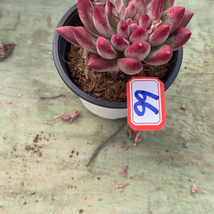 ╭****一物一拍虞美人多肉66