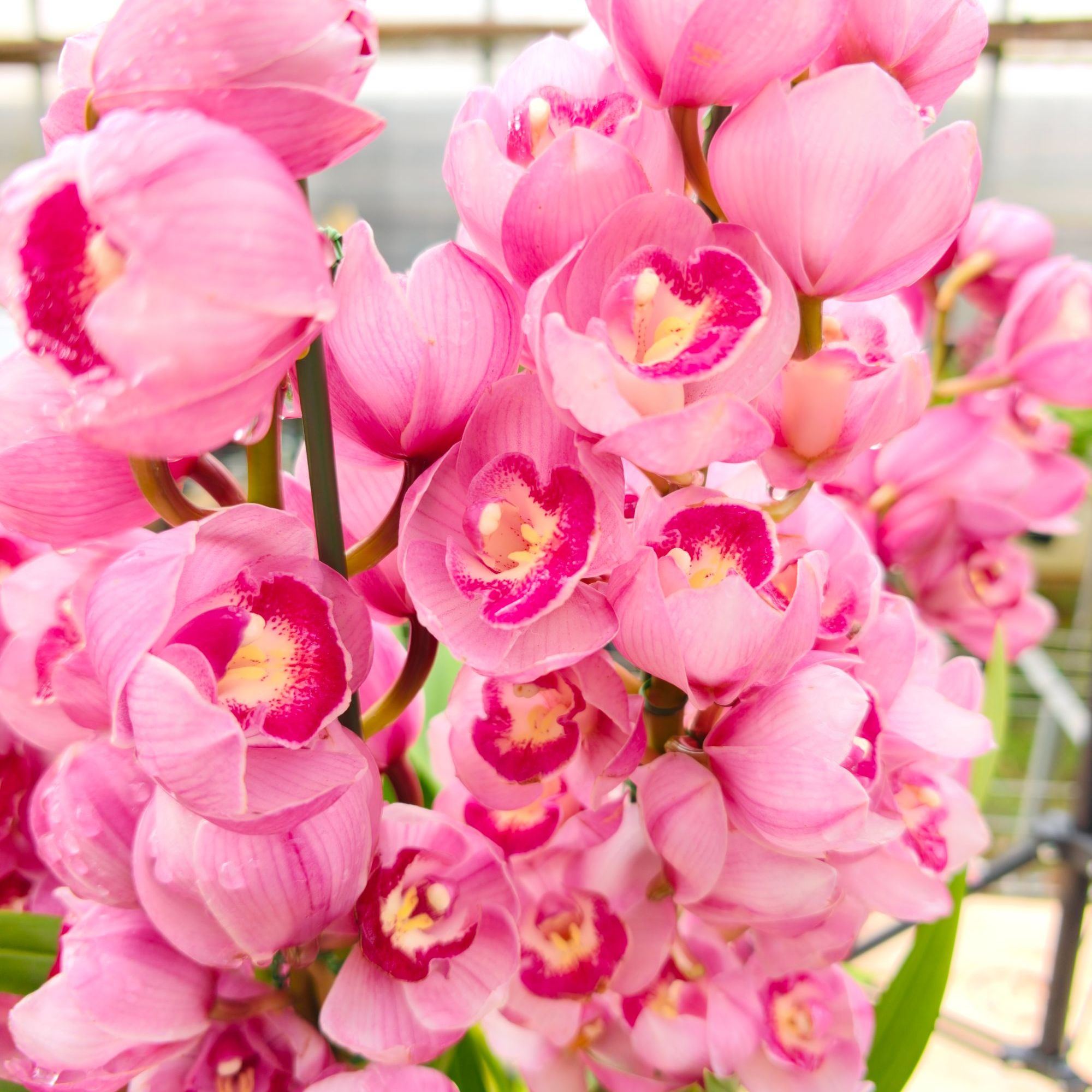 芭比公主 4枝剑 直兰 大花蕙兰 年宵花  花苞发货 190盆（1430）