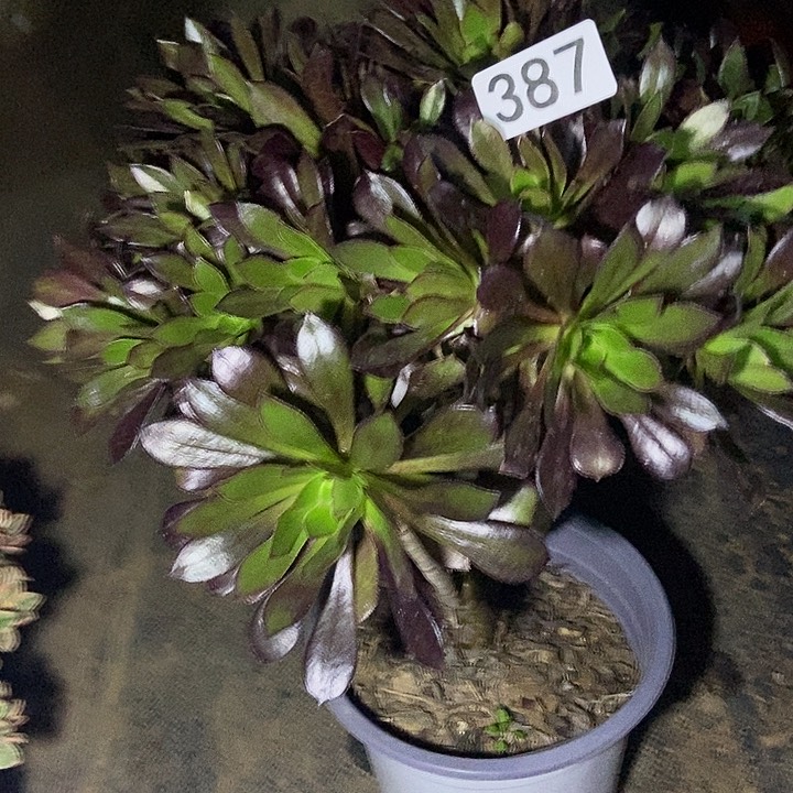 黑豆黑法师朵朵387多肉