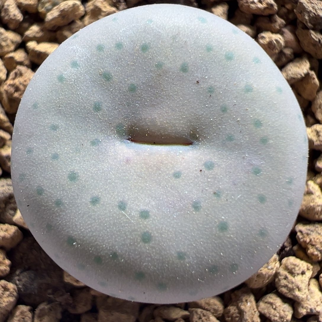 1454.33粉体奶油嘴多肉