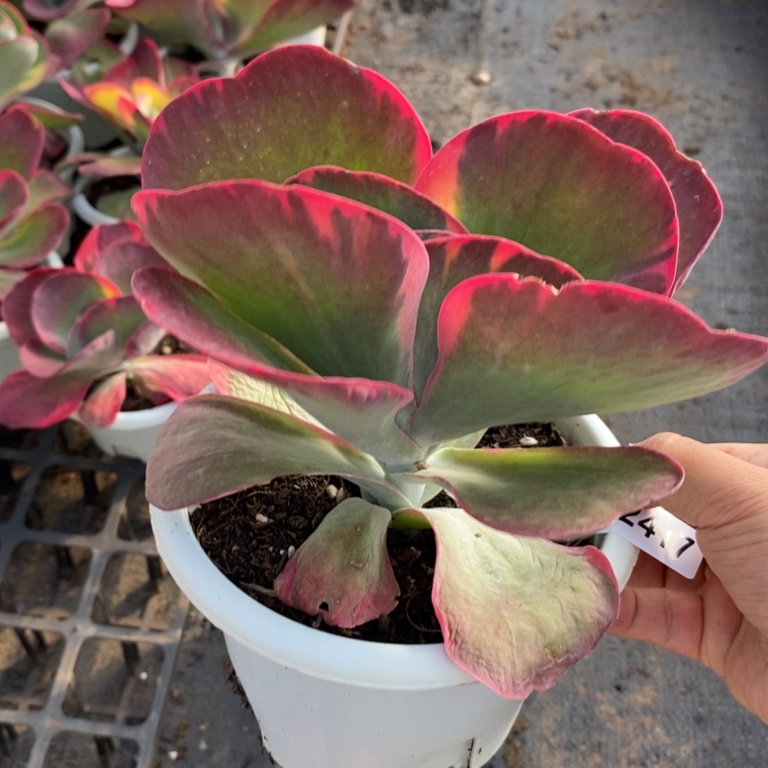 2417唐印锦一物一拍