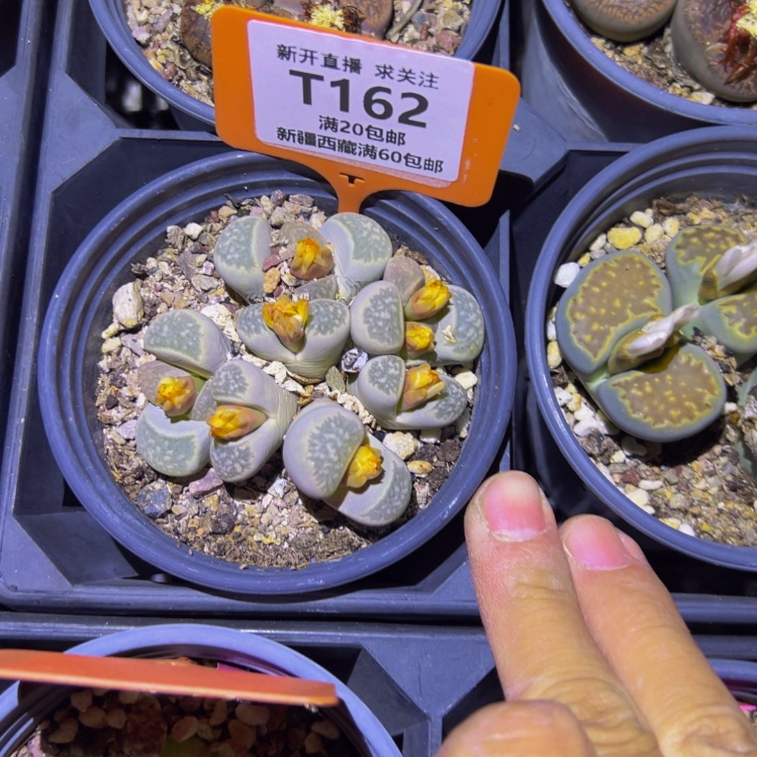 静***音162 一物一拍，默认有伤，介意勿拍，不退不换