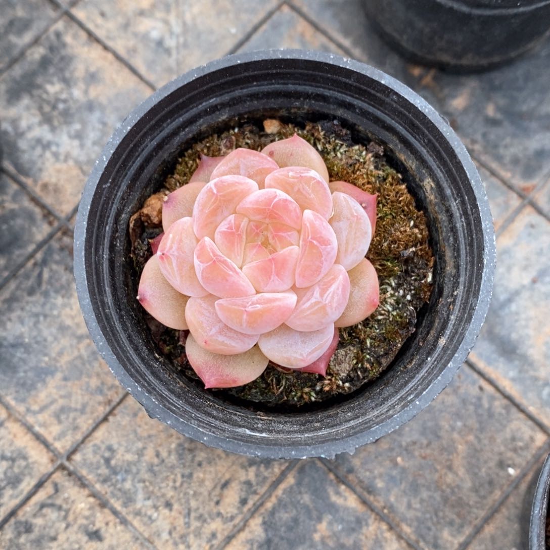 精品多肉一物一拍不包整200