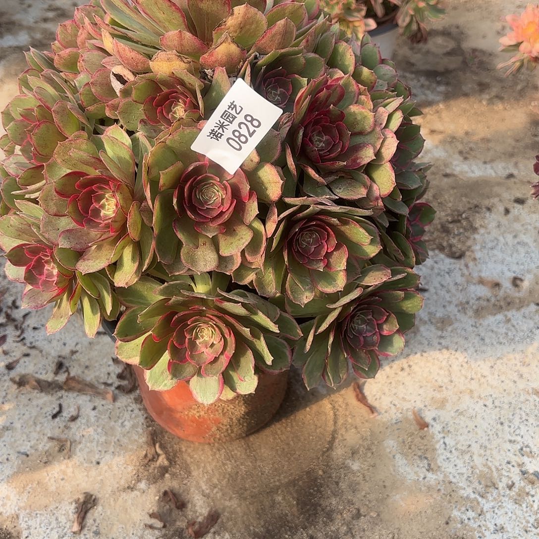 粉花妖手捧多肉植物828