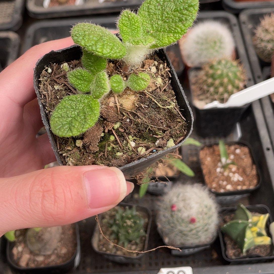 508断崖王子（满18包邮）