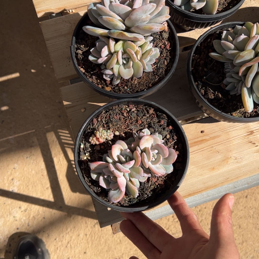 九**五 新年快乐 新年快乐