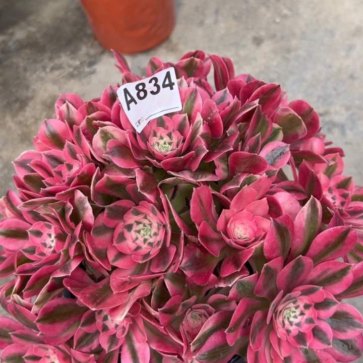 834女巫28厘米左右