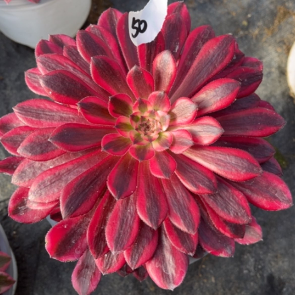 【闪购商品】50月亮女神多肉法师