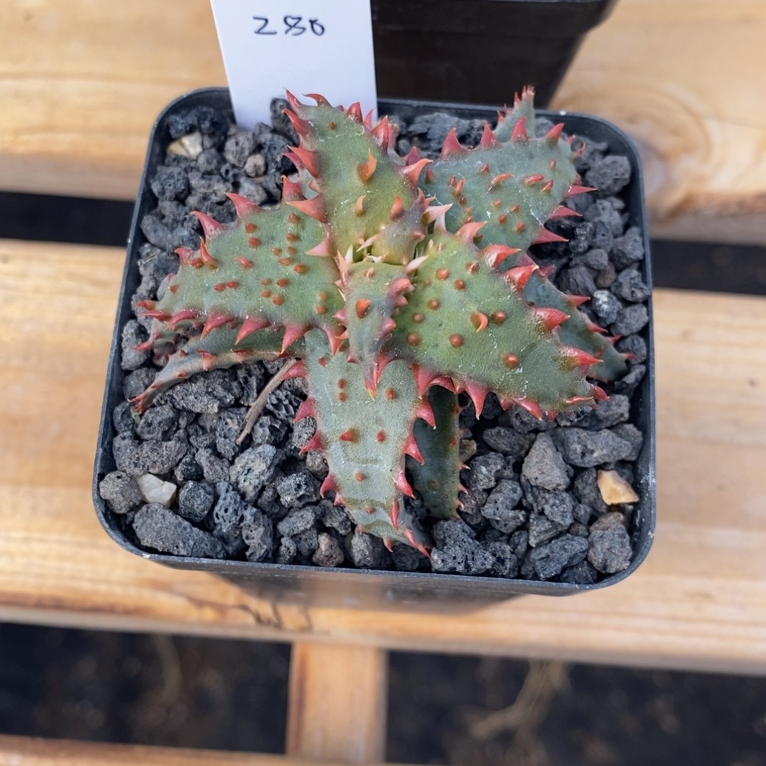 用***6c084卡萨帝芦荟杂交后代