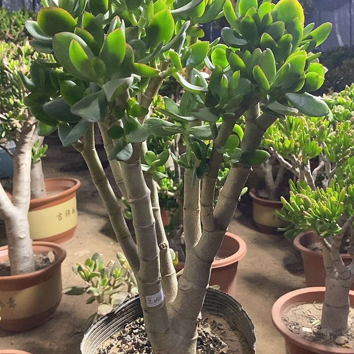 全**安45玉树一物一拍