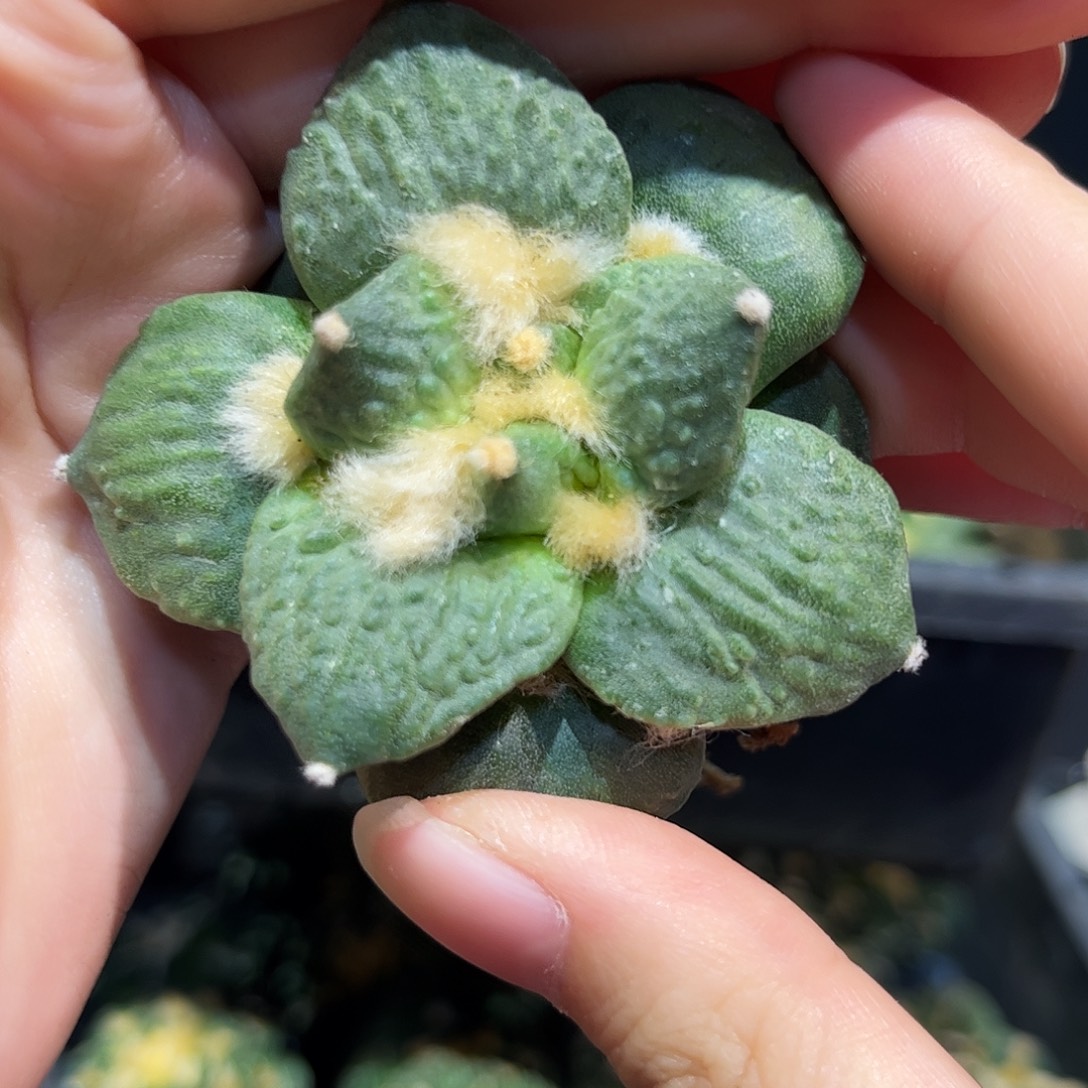 ****璃6.5cm自根超级好基因好好怒涛