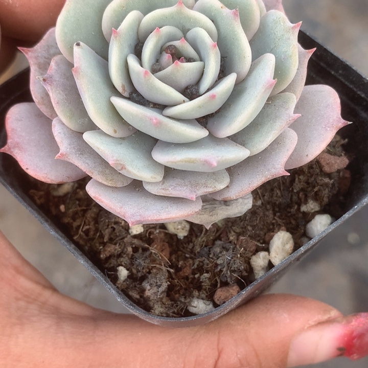 粉蝶。 （满9.99包邮不满9.99发叶子）