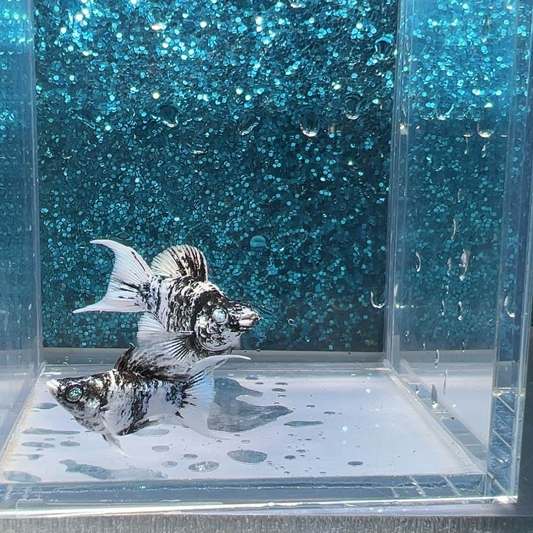 孔雀鱼水墨画玛丽一对0039