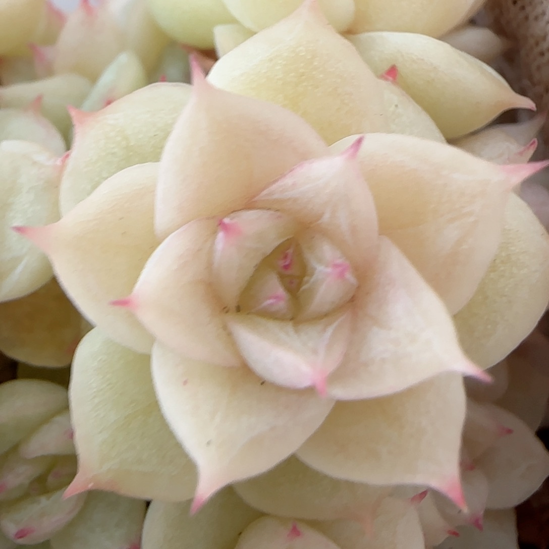 0***1【闪购商品】0127-81玉透麦杆