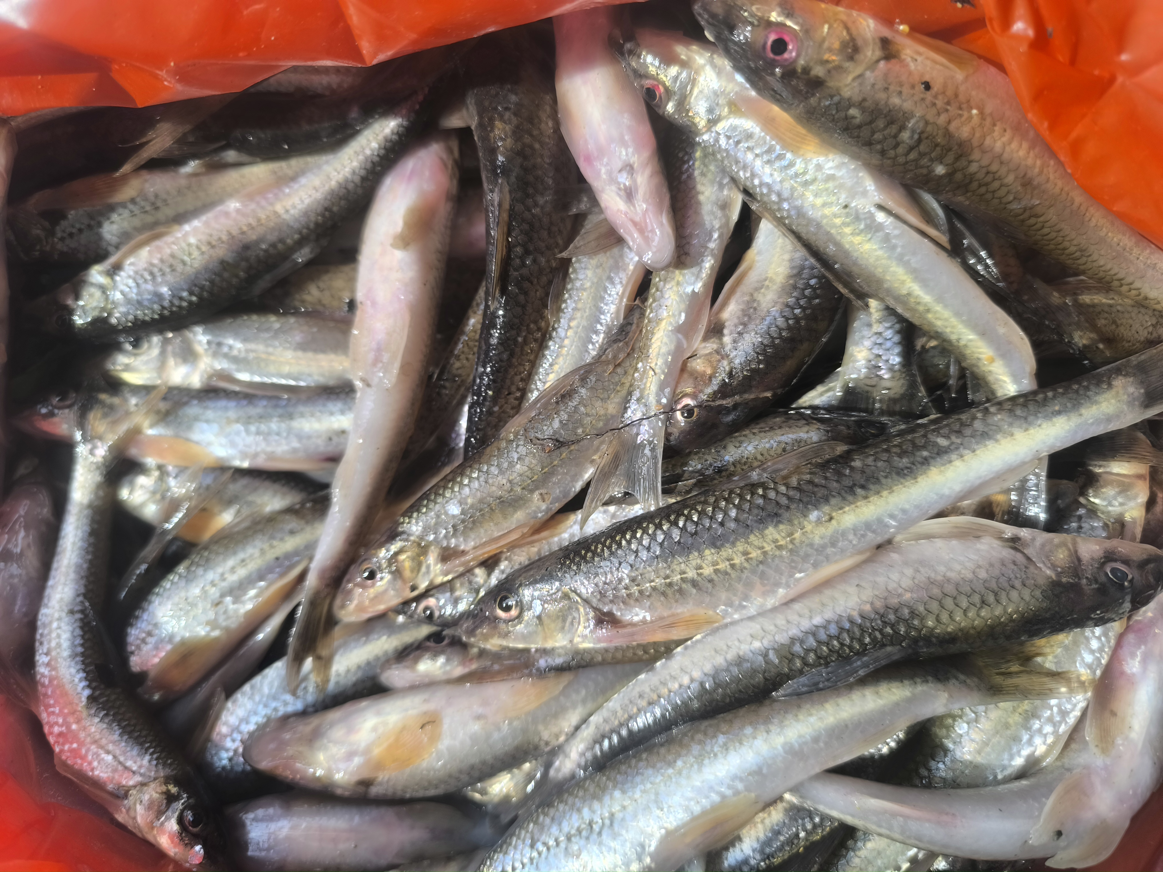 乌苏里江中号船丁鱼