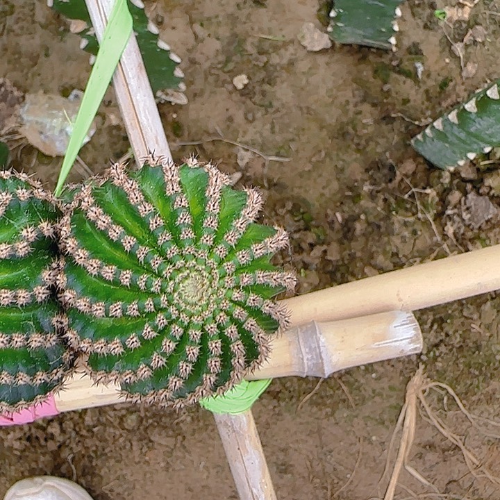 静静无根侧芽三公分左右