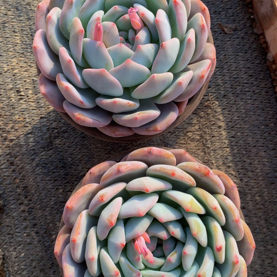 120盆橙梦露多肉植物