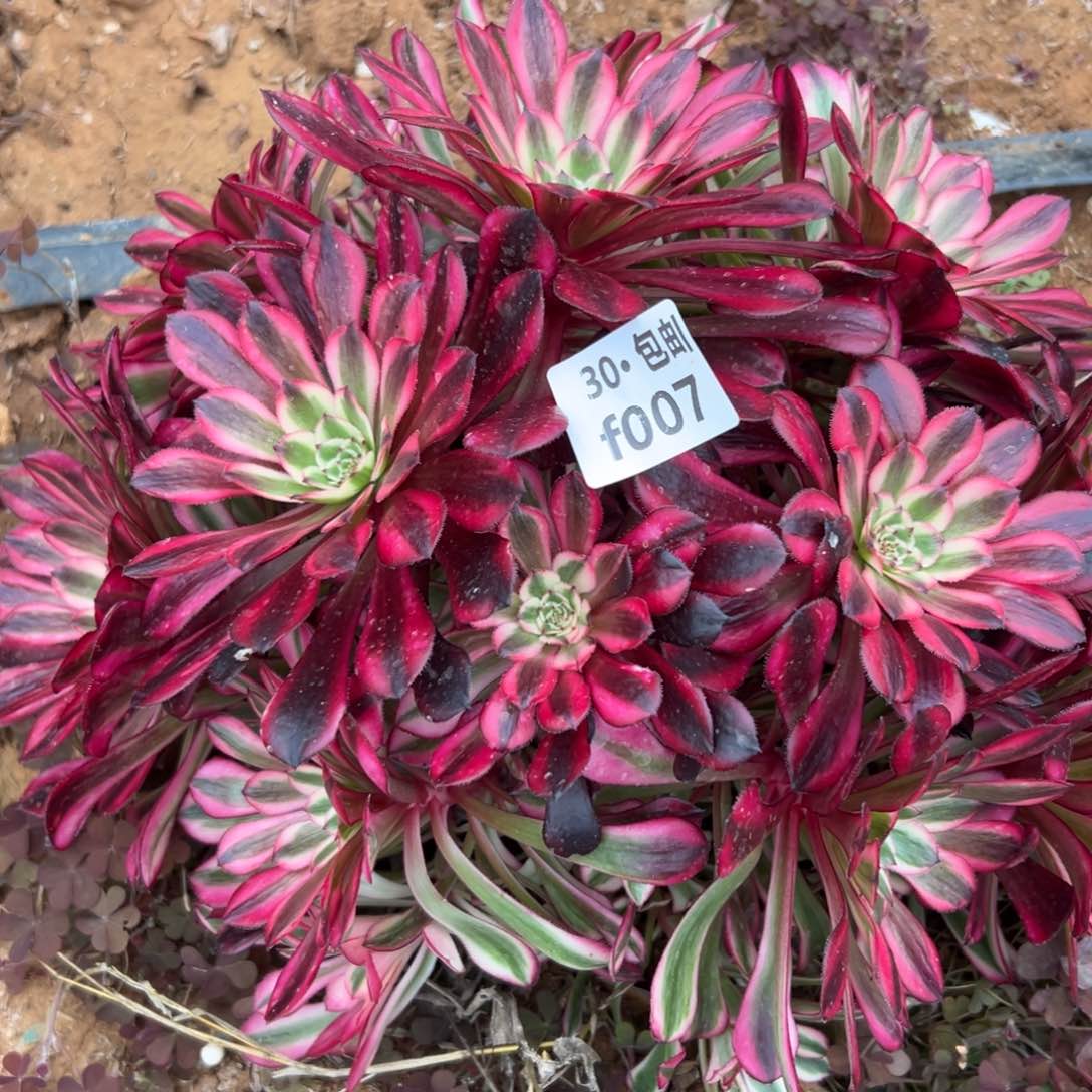 007红铜白多肉法师