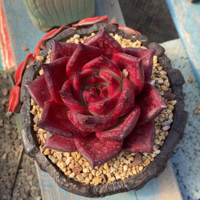 【闪购商品】罗宾年后发货