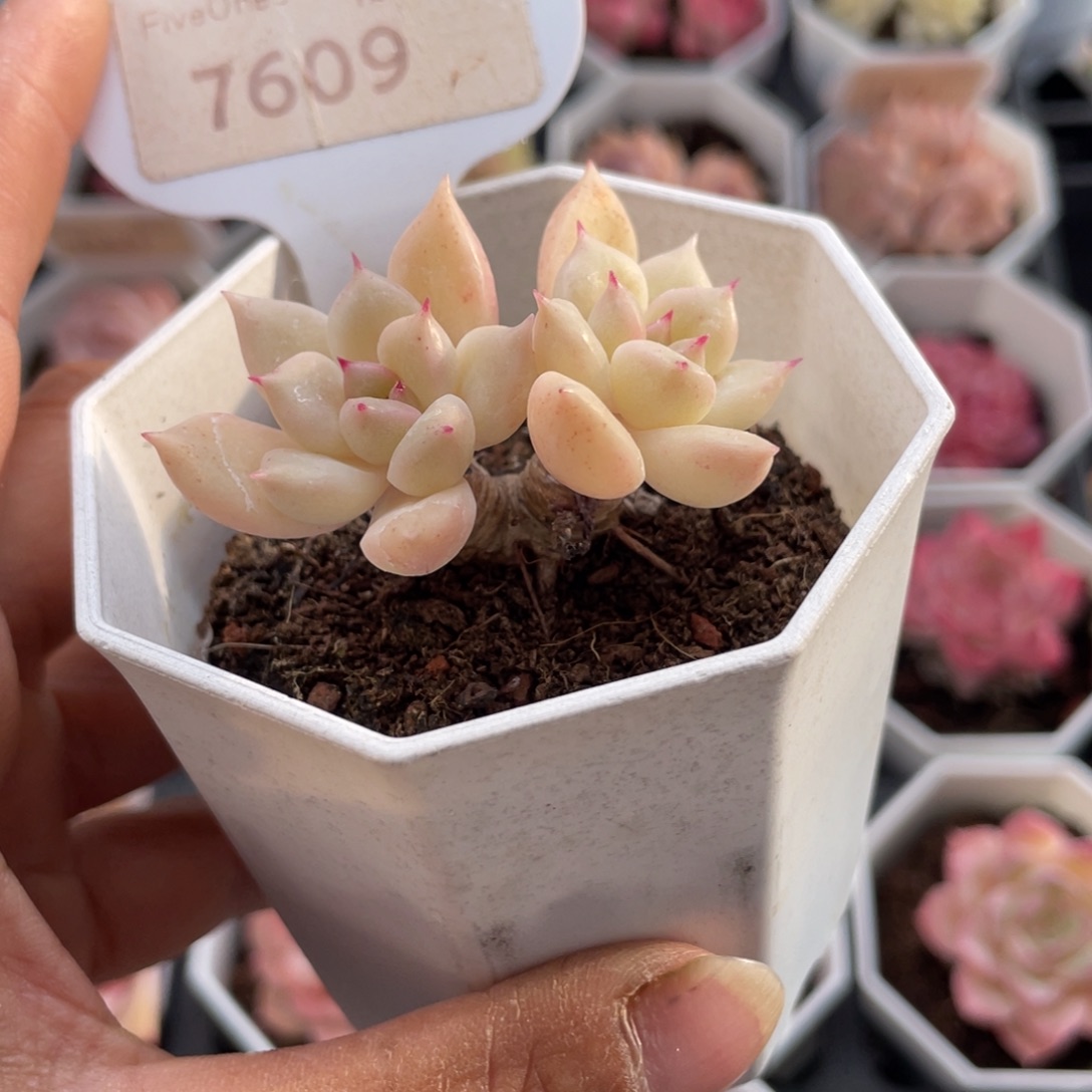 璀璨7609-5.0厘米
