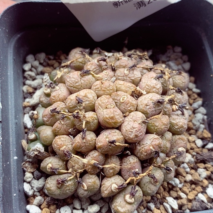 我是一只小小鸟地域鬼的355