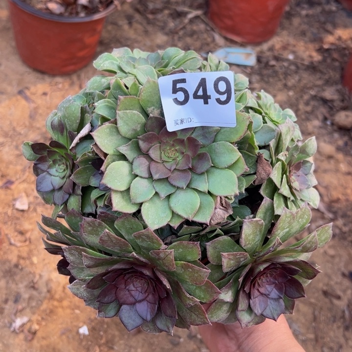 万圣节多肉植物549