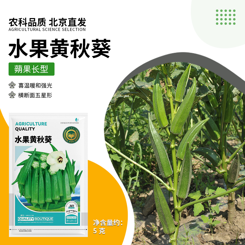 【农科院推荐】秋葵种子蔬菜种子盆栽蔬菜种子耐热秋葵水果黄秋葵