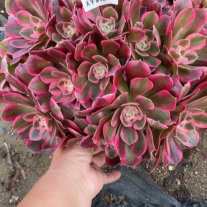 多肉植物七彩石425多肉