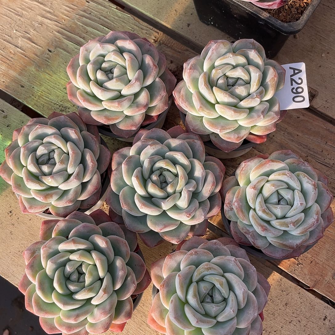 290多肉植物多肉植物