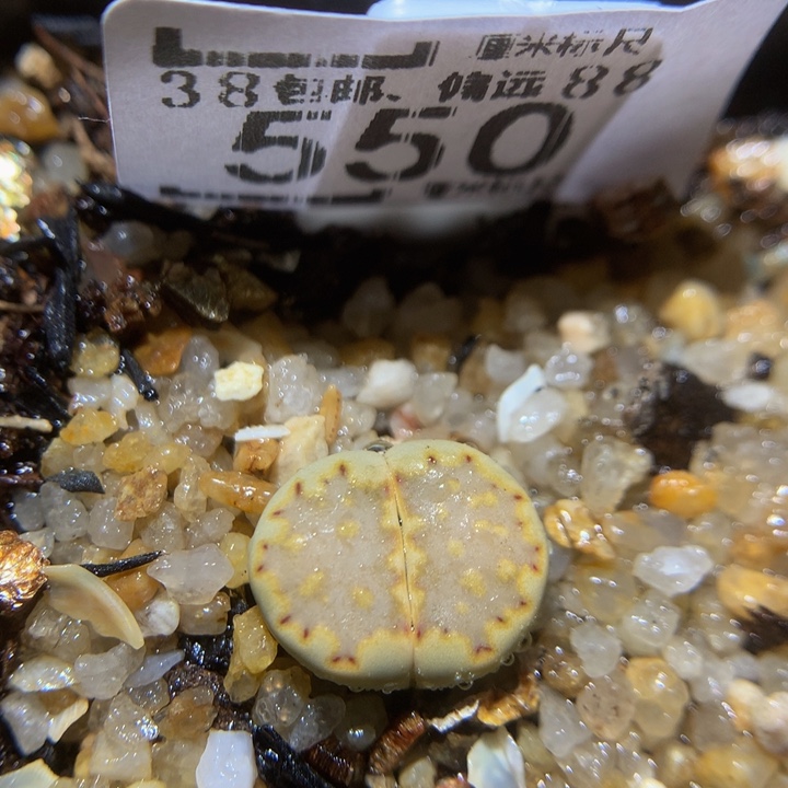 Sss好喜欢这个550抹茶