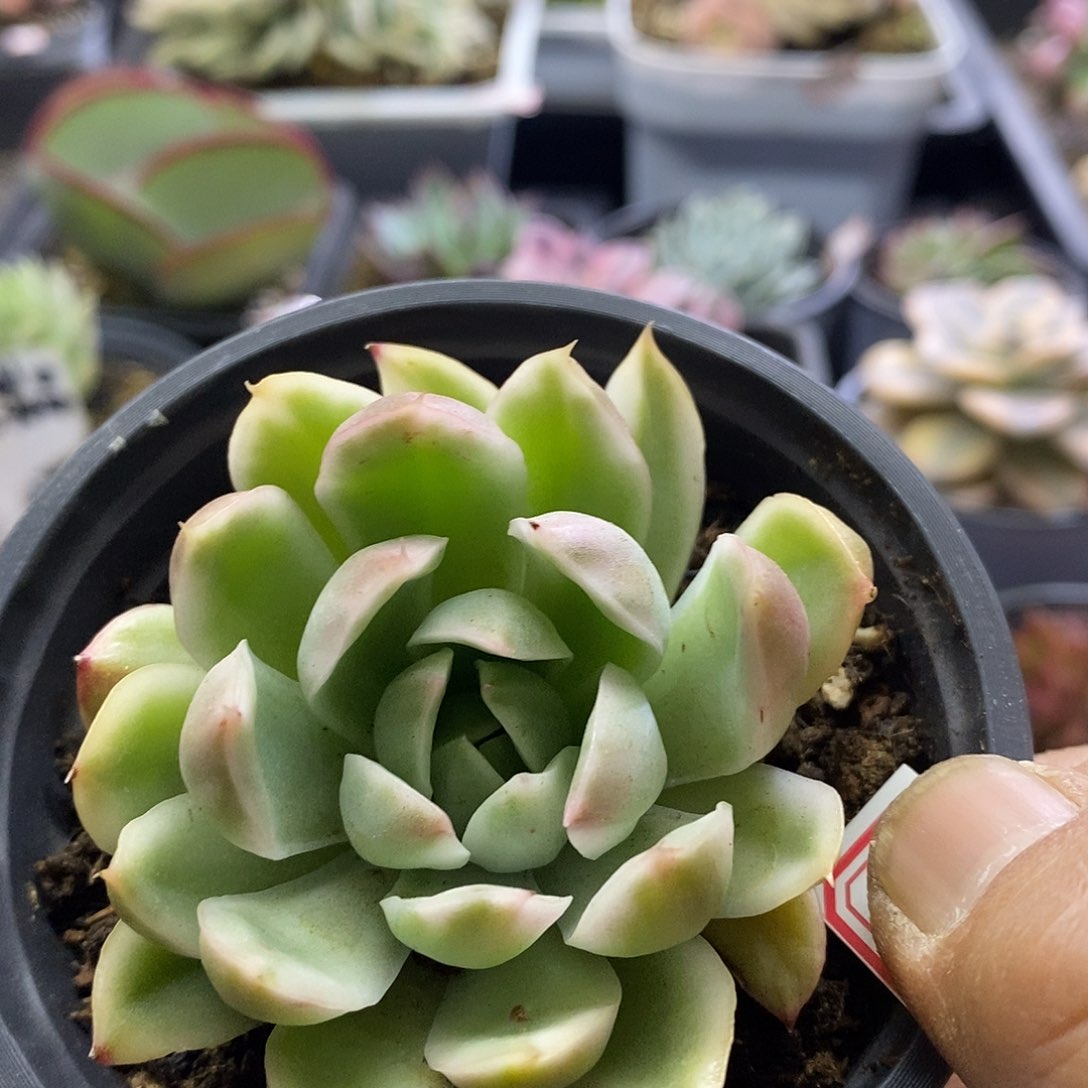 09106水晶恋人锦多肉