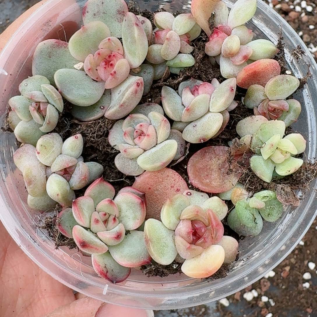 杂交新品珍妮多肉32