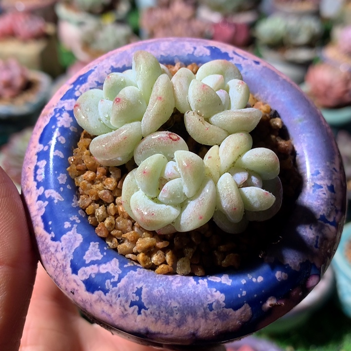 带盆            冰玉    