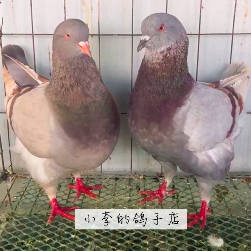 元宝鸽（直播间拍单专属）实物以直播间展示为准，一物一拍
