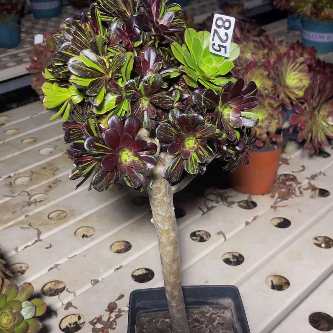 法师法师7–14包邮法师