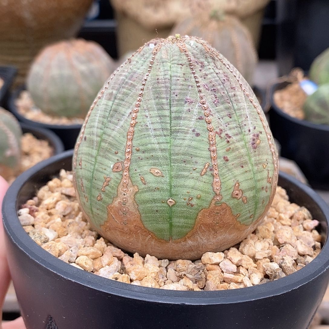 布纹球精品多肉一物一拍