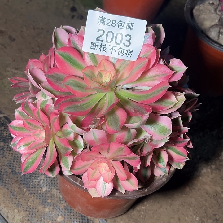 2003粉女巫多肉植物