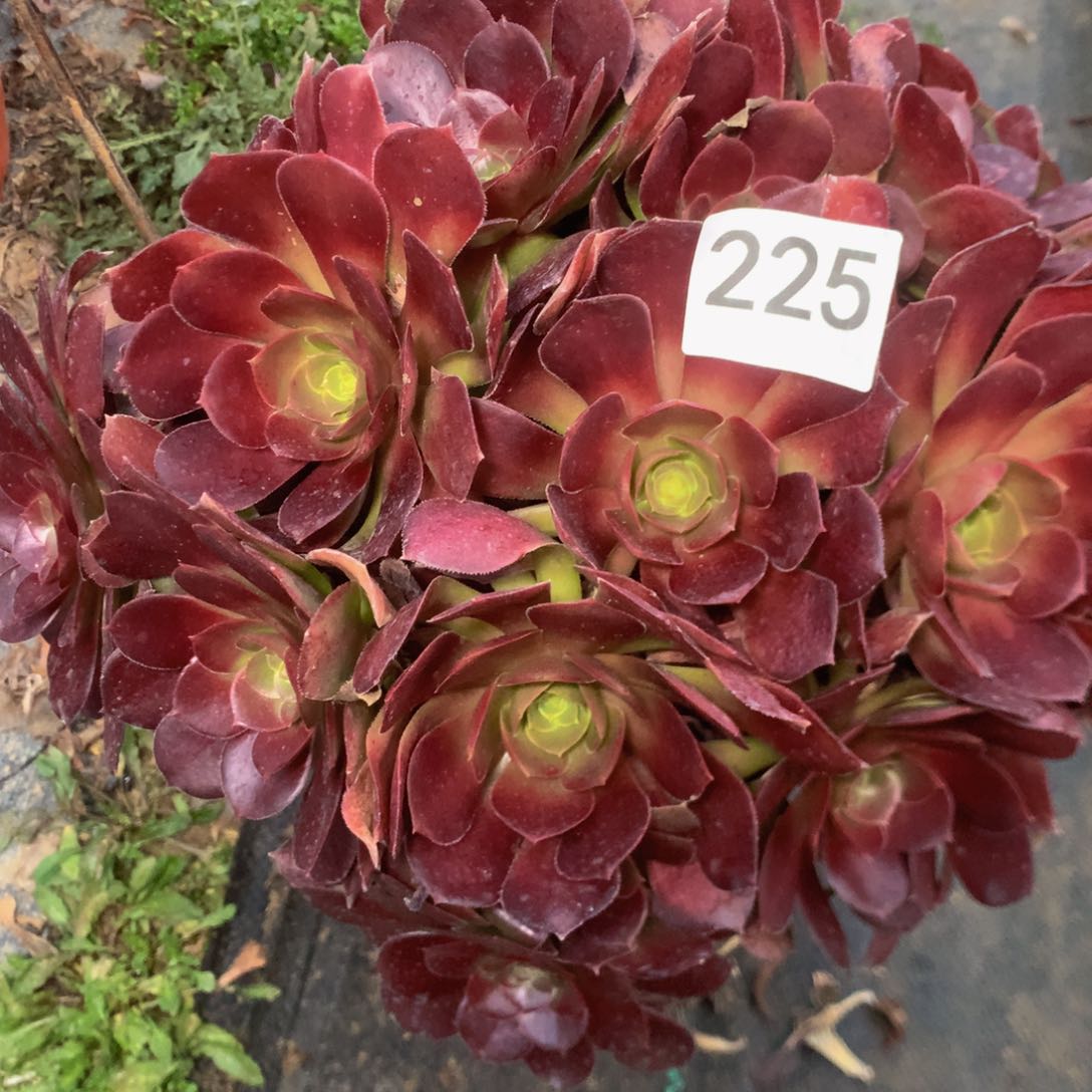 225荷兰玫瑰多肉植物