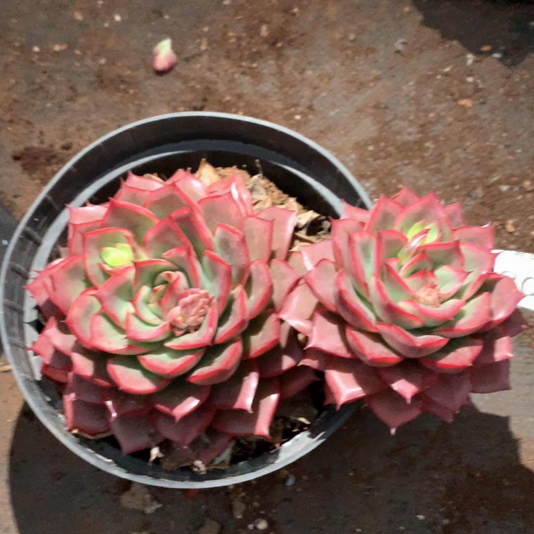 莱****艺2201不售后特价杂交