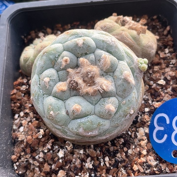 仙人球落地自根183