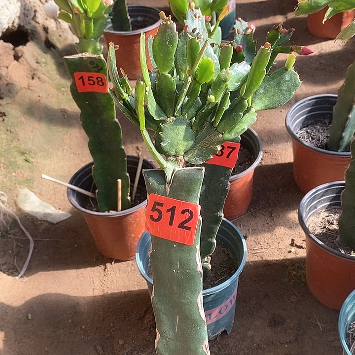 无花朵老白重/512号新疆不包邮