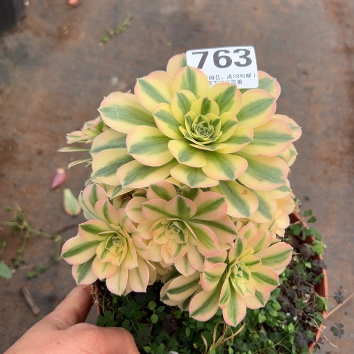 763多肉植物迈巴赫