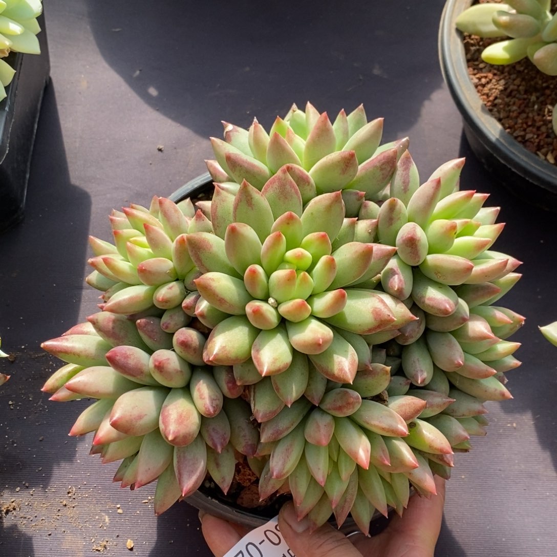 两单包邮1130-27虞美人