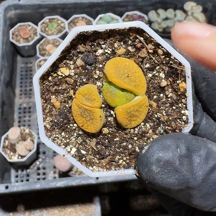 生石花11111。     158