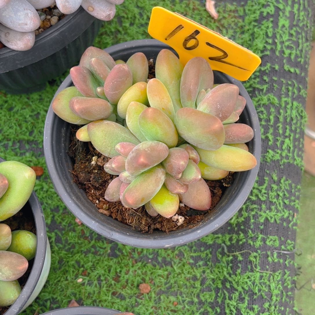 、*花162fghhjjjjkkkmm