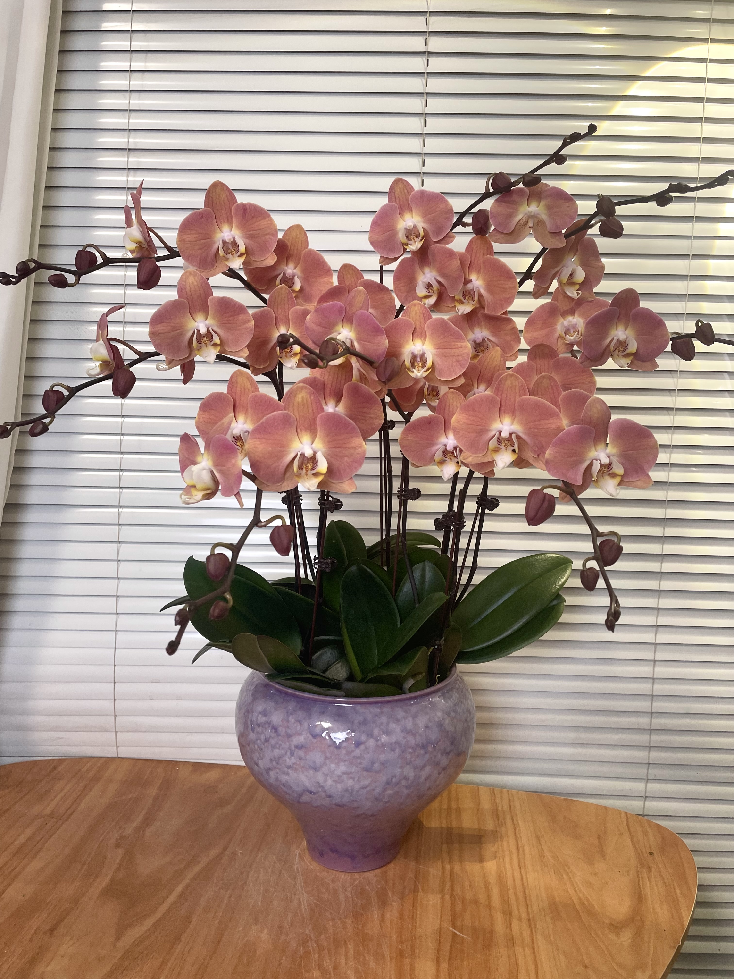 【三文鱼-蝴蝶兰】精品大花 高端鲜花 送礼  易养花期长  
