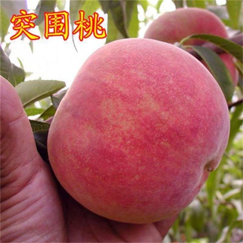 嫁接早熟突围桃树苗特大中桃3号桃苗早熟春美桃树果苗北方