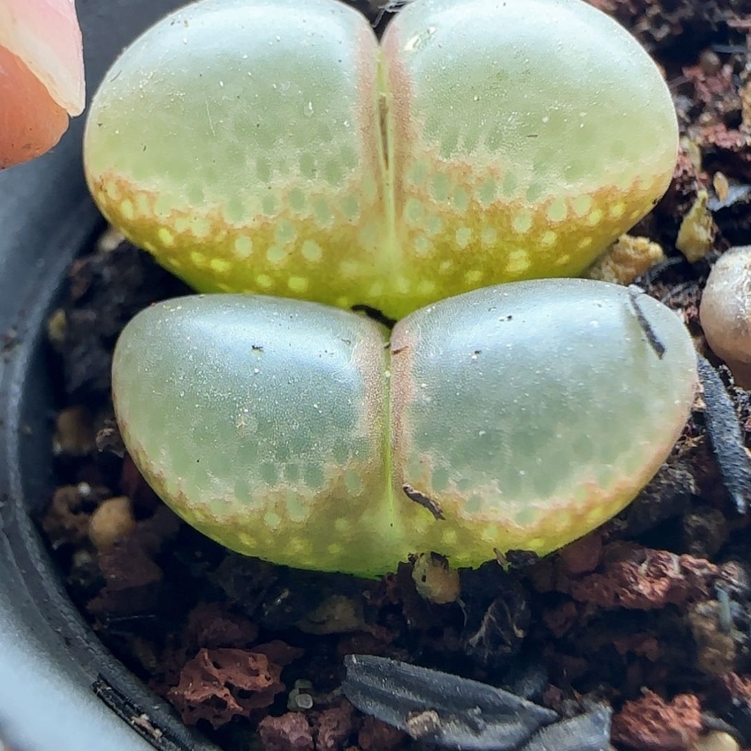 青*脱土发货哦24202